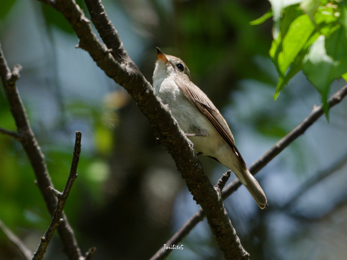 Asian Brown Flycatcher - ML635991338