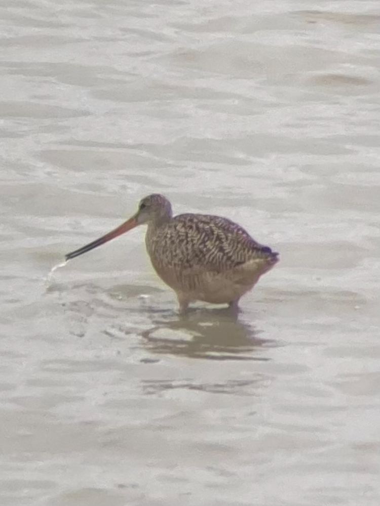 Marbled Godwit - ML635991340