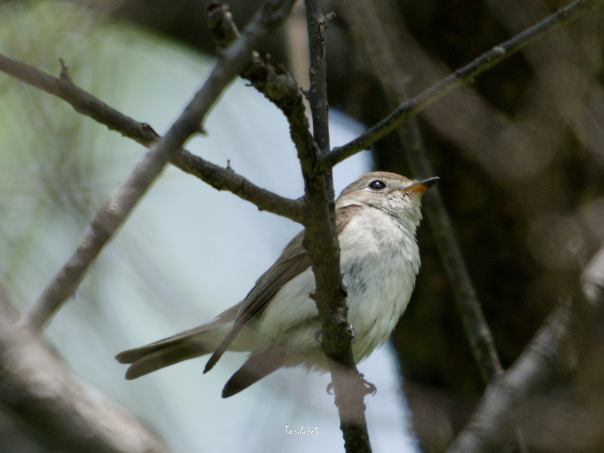 Asian Brown Flycatcher - ML635991342