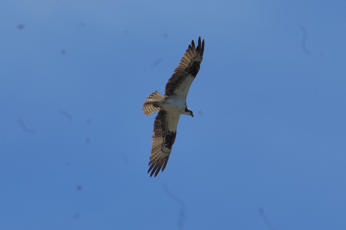 Osprey - ML635991383
