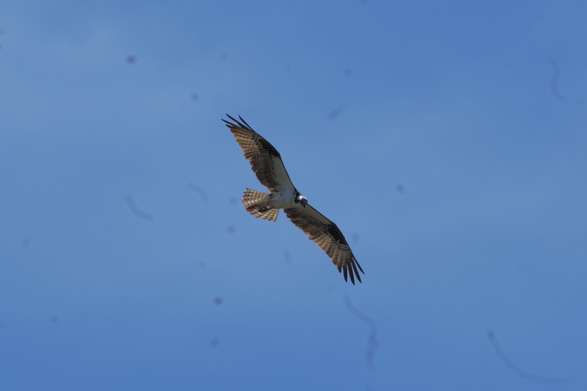 Osprey - ML635991384