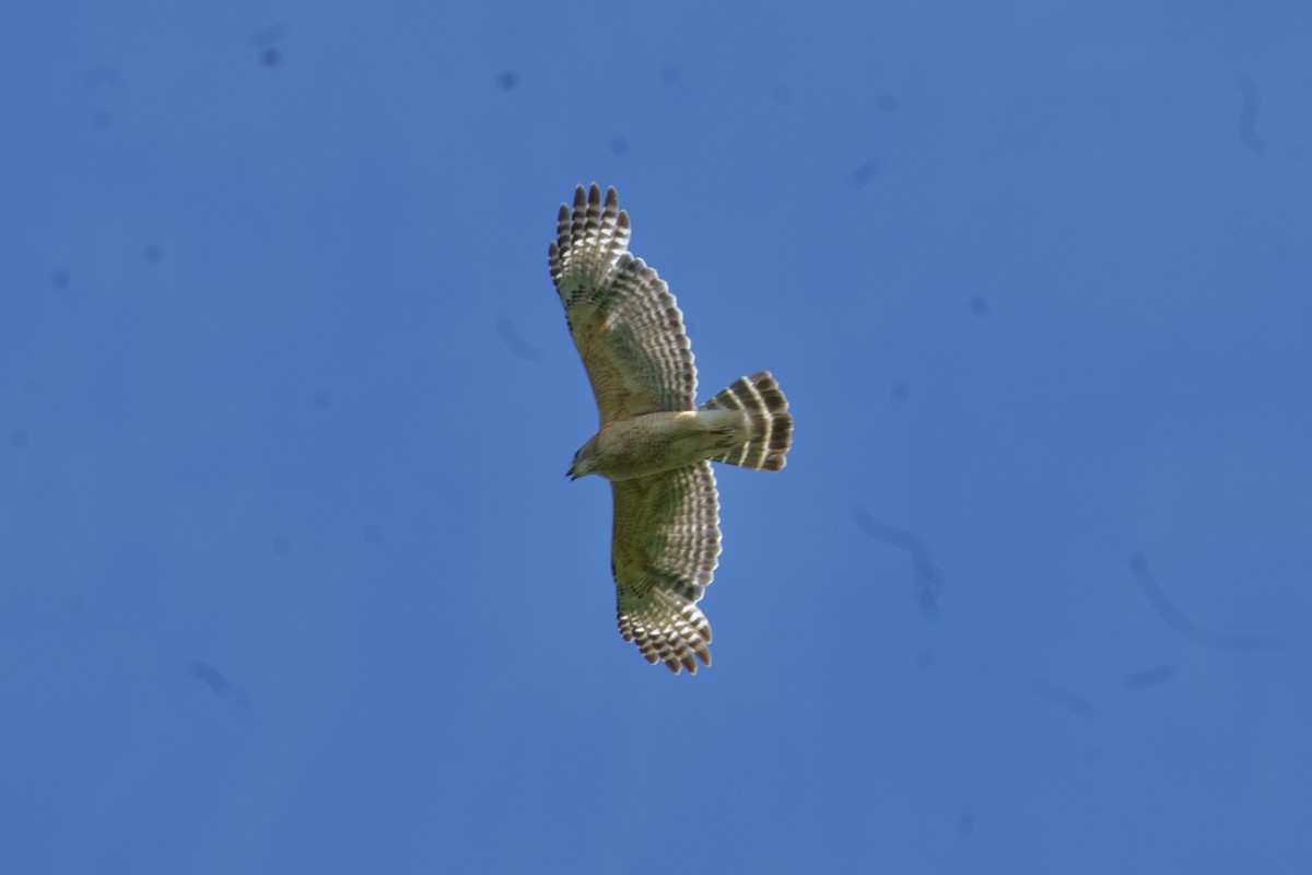 Red-shouldered Hawk - ML635991402