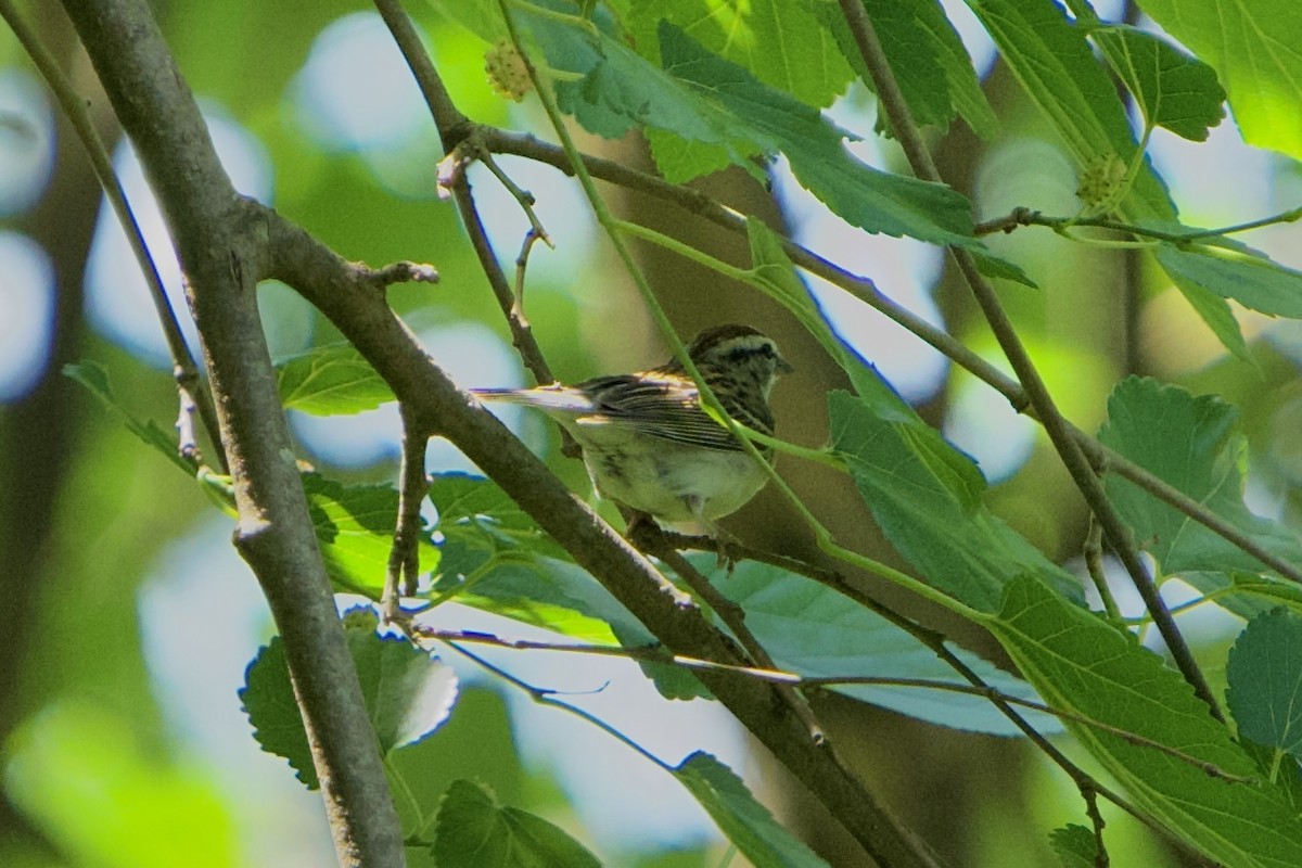 Chipping Sparrow - ML635991446