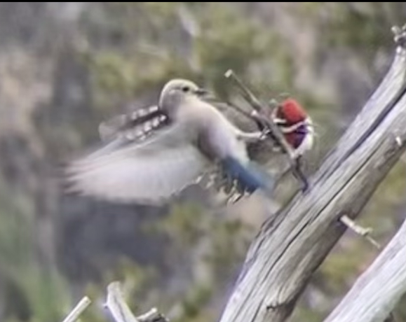 Mountain Bluebird - ML635991450