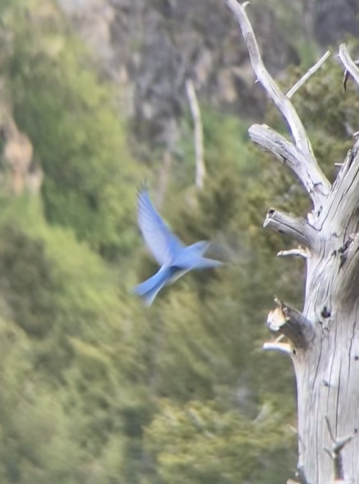 Mountain Bluebird - ML635991451