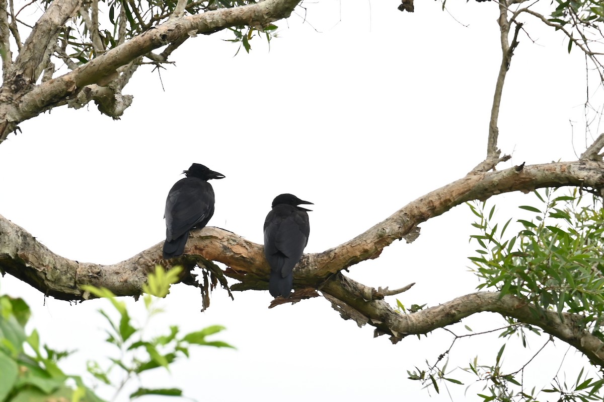 New Caledonian Crow - ML635991468