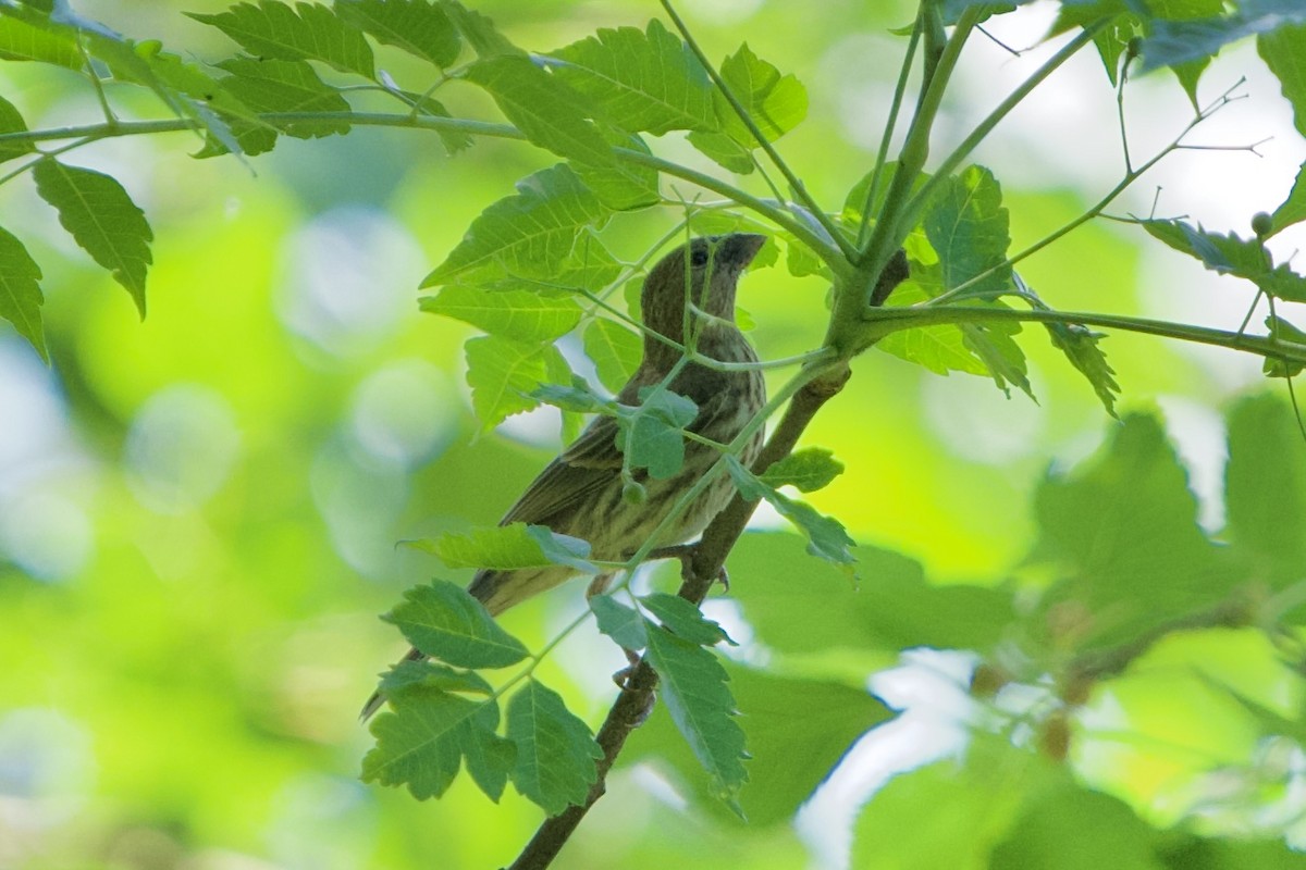 House Finch - ML635991481