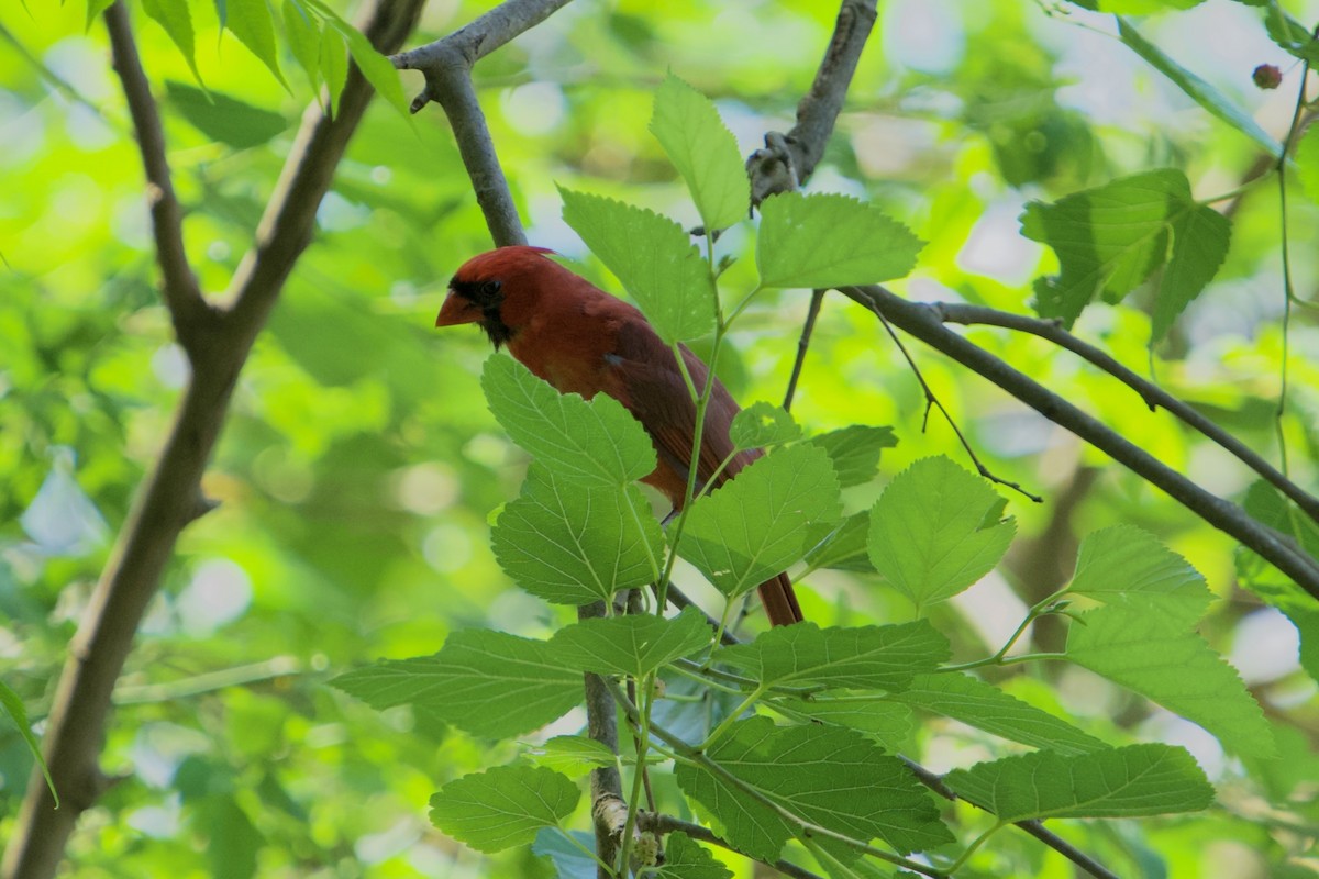 Northern Cardinal - ML635991499