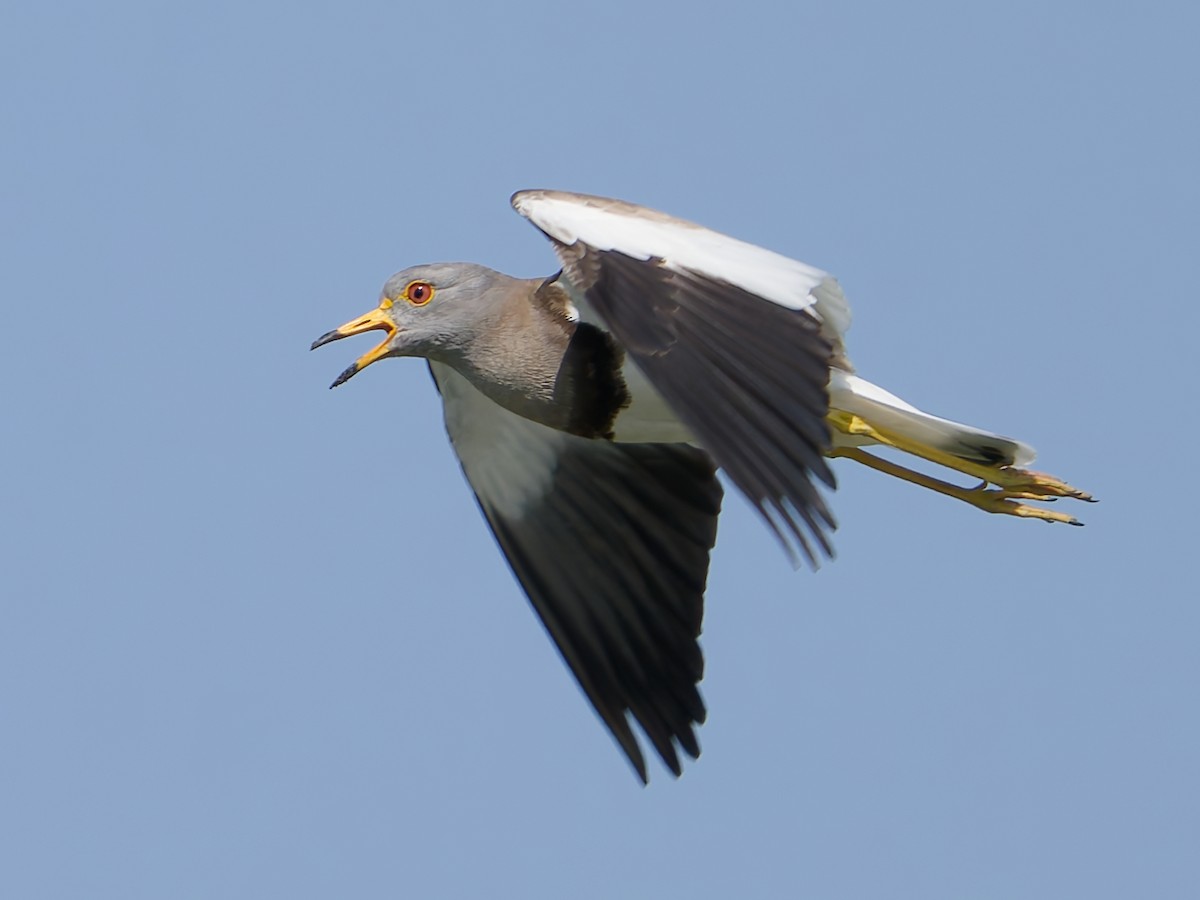 Gray-headed Lapwing - ML635991535