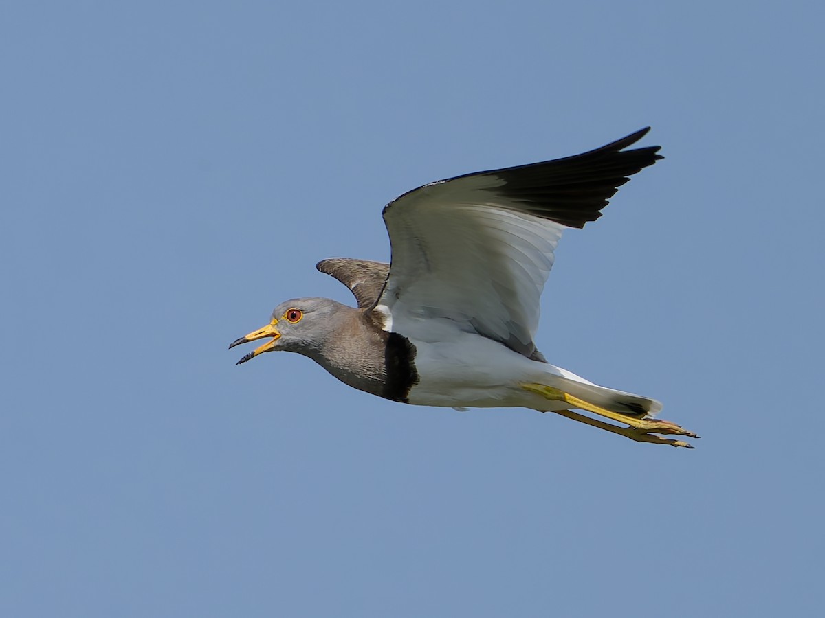 Gray-headed Lapwing - ML635991539
