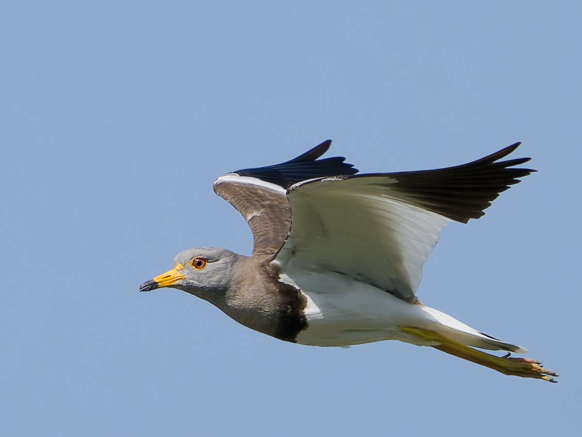 Gray-headed Lapwing - ML635991548