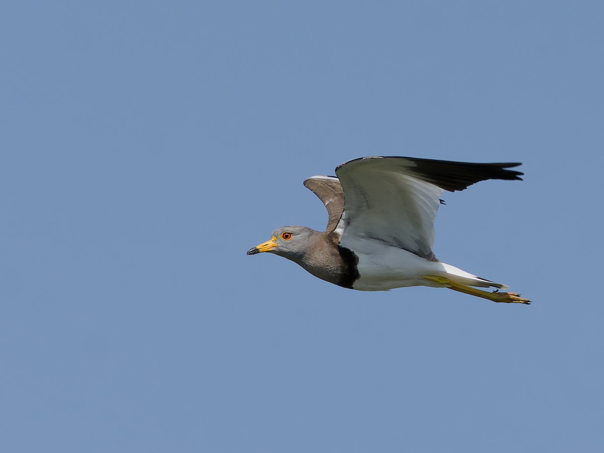 Gray-headed Lapwing - ML635991582