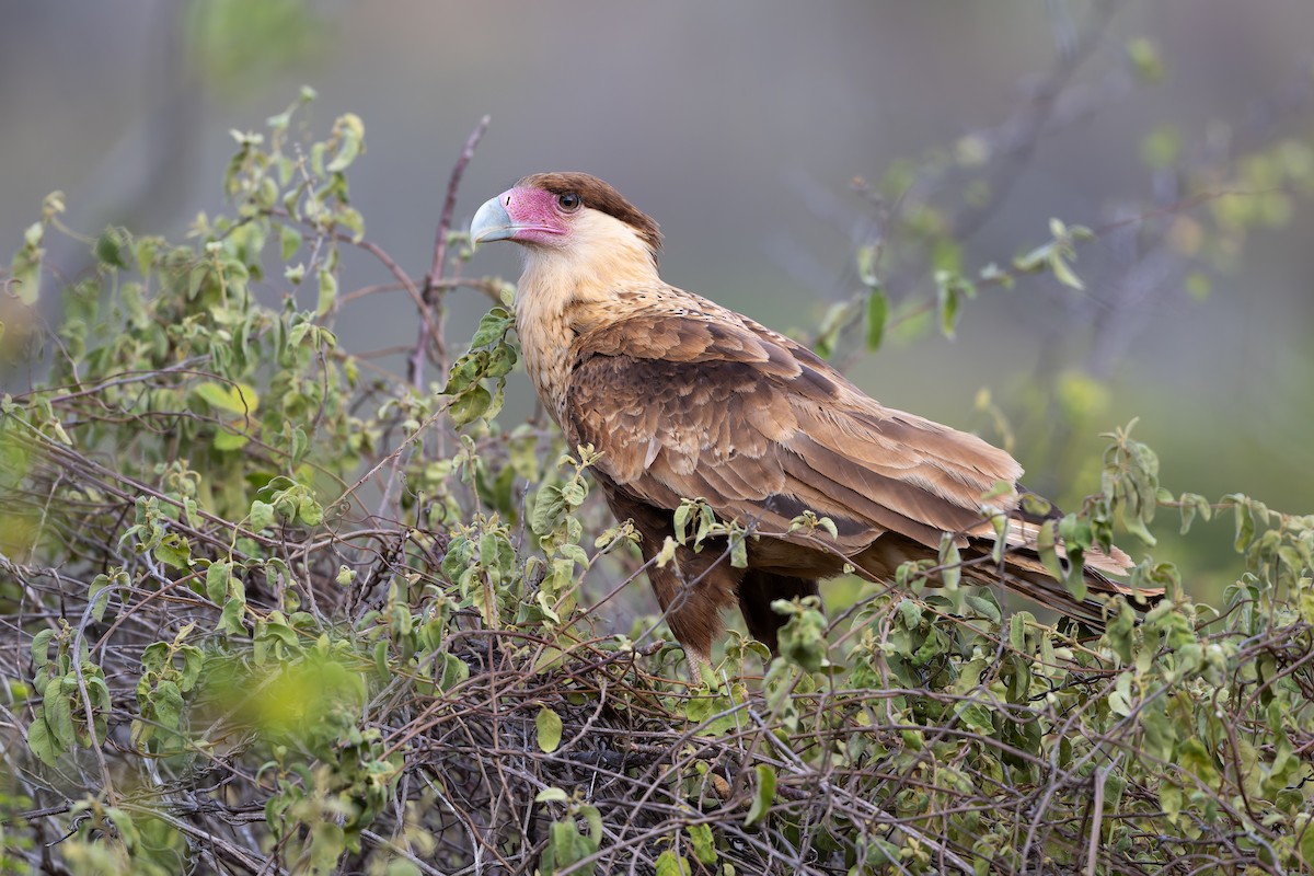 Caracara huppé - ML635991624