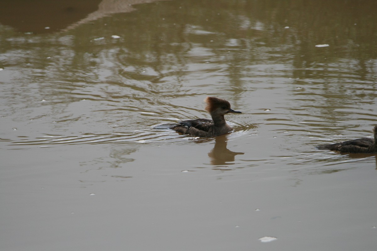 Hooded Merganser - ML635991635