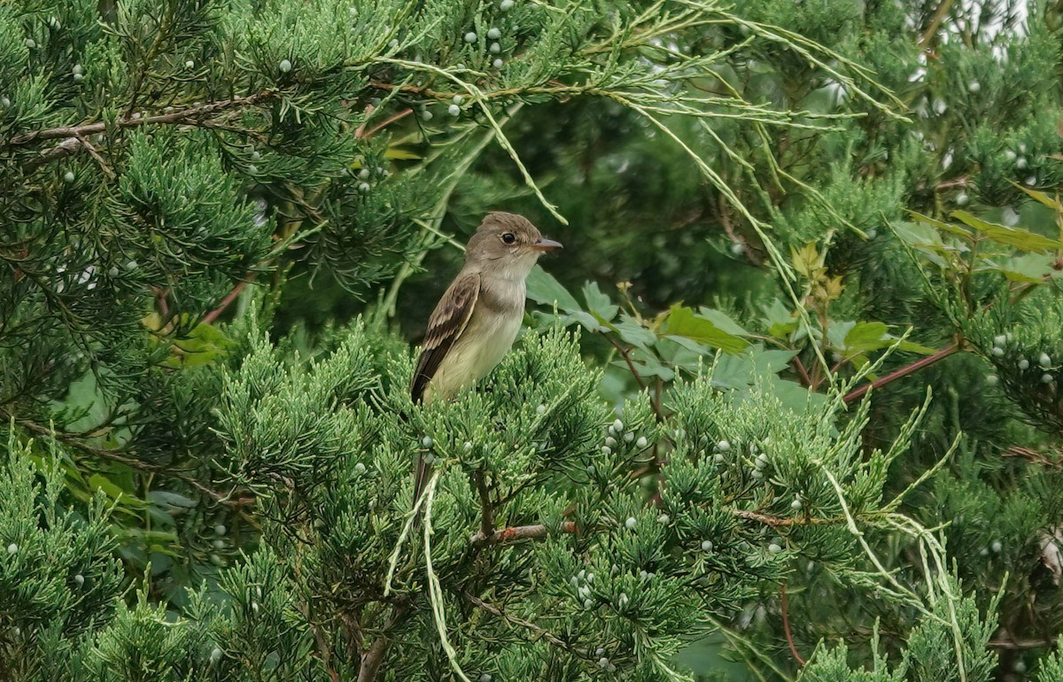 Willow Flycatcher - ML635991767