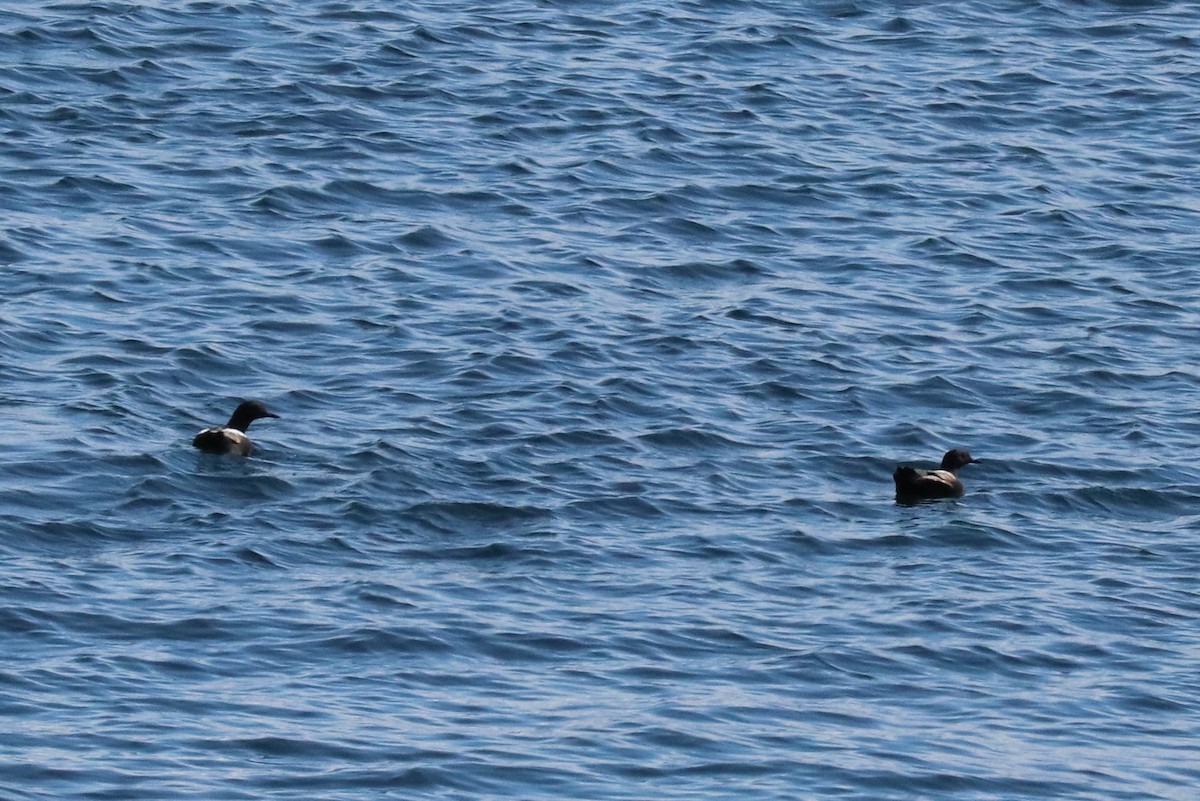 Pigeon Guillemot - ML635991807