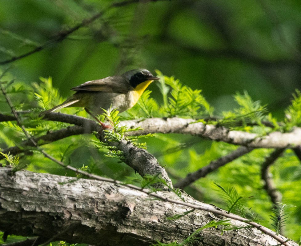 カオグロアメリカムシクイ - ML635991812