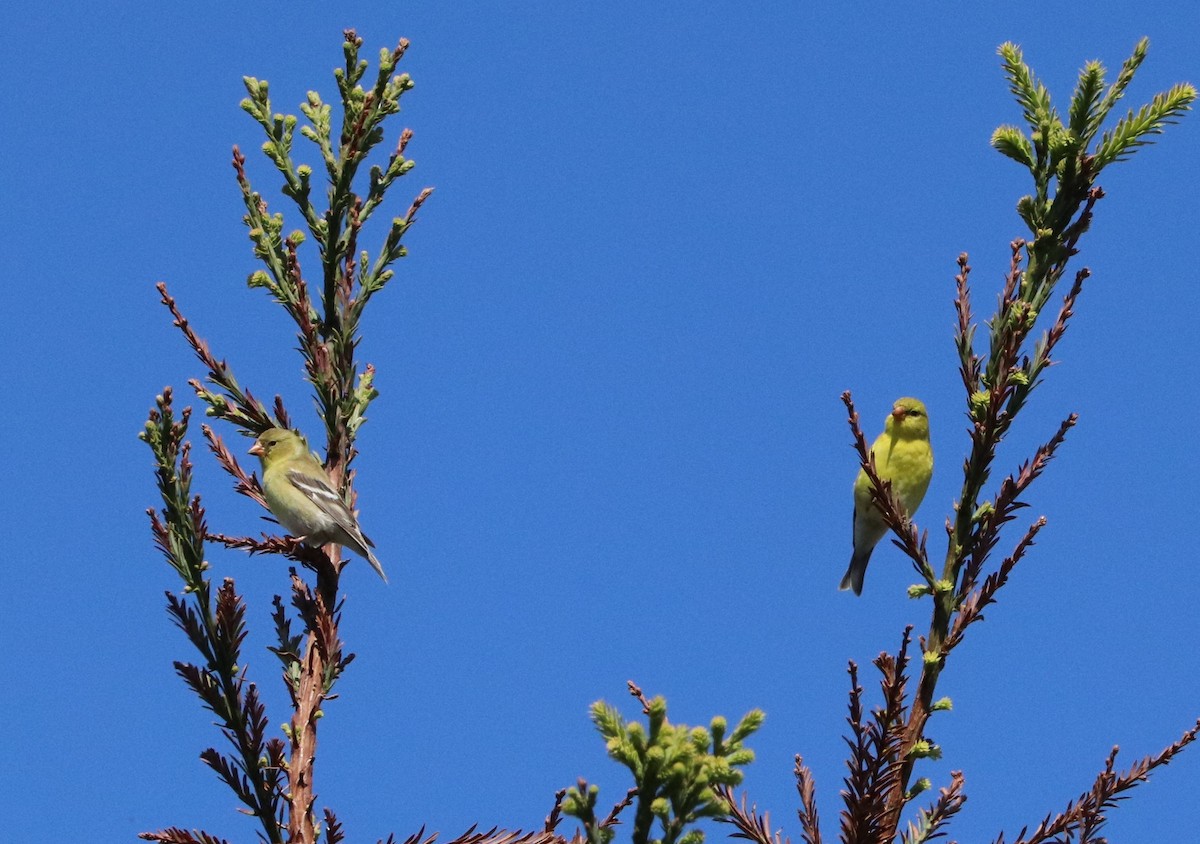 American Goldfinch - ML635991843