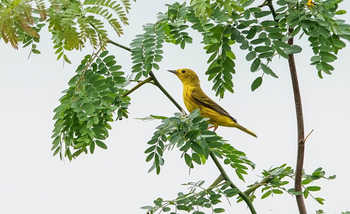 Yellow Warbler - ML635991856