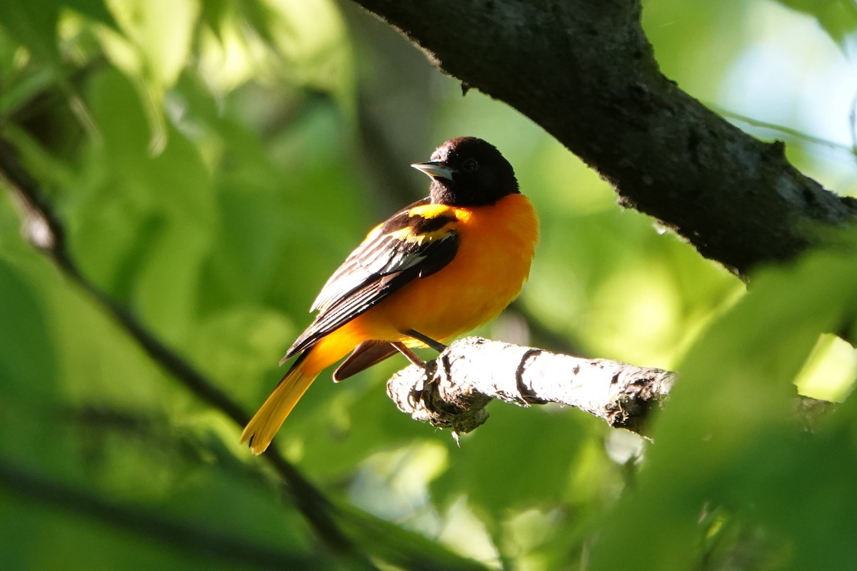 Baltimore Oriole - ML635991888