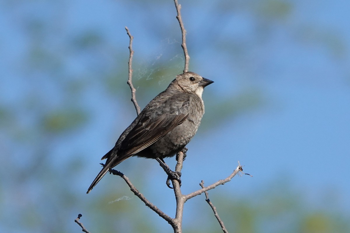 Brown-headed Cowbird - ML635991922
