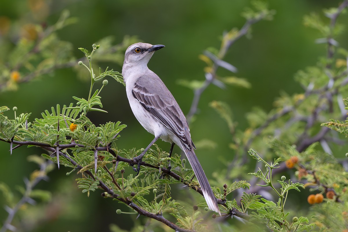 Tropical Mockingbird - ML635992122