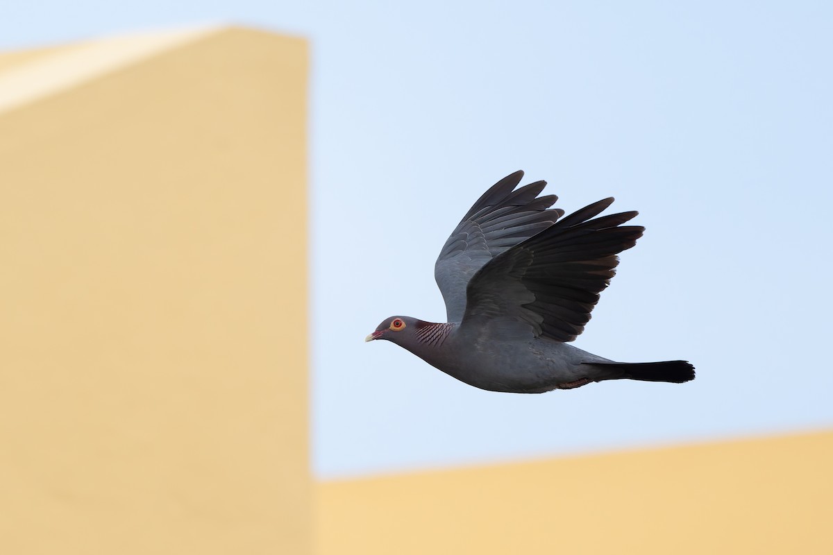 Scaly-naped Pigeon - ML635992146