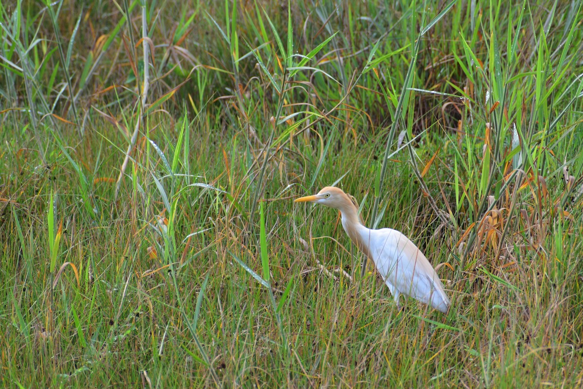 Eastern Cattle-Egret - ML635992158