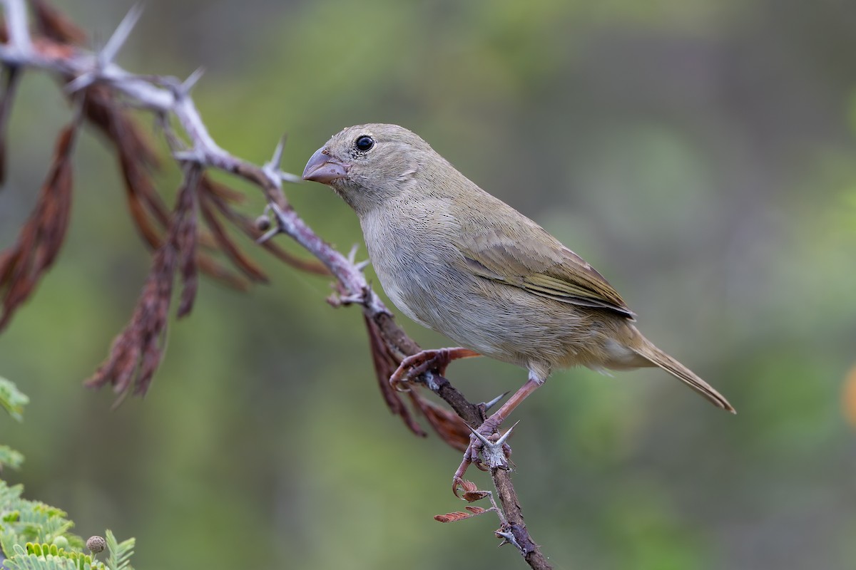 Black-faced Grassquit - ML635992166