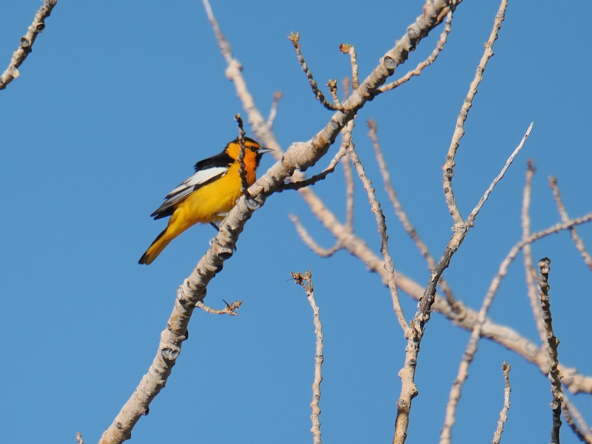 Bullock's Oriole - ML635992196