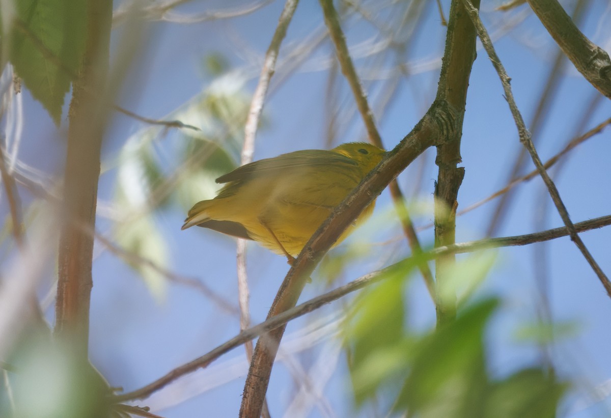 Yellow Warbler (Northern) - ML635992233