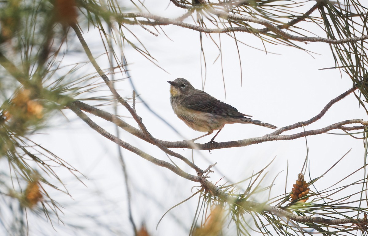 Yellow-rumped Warbler - ML635992240