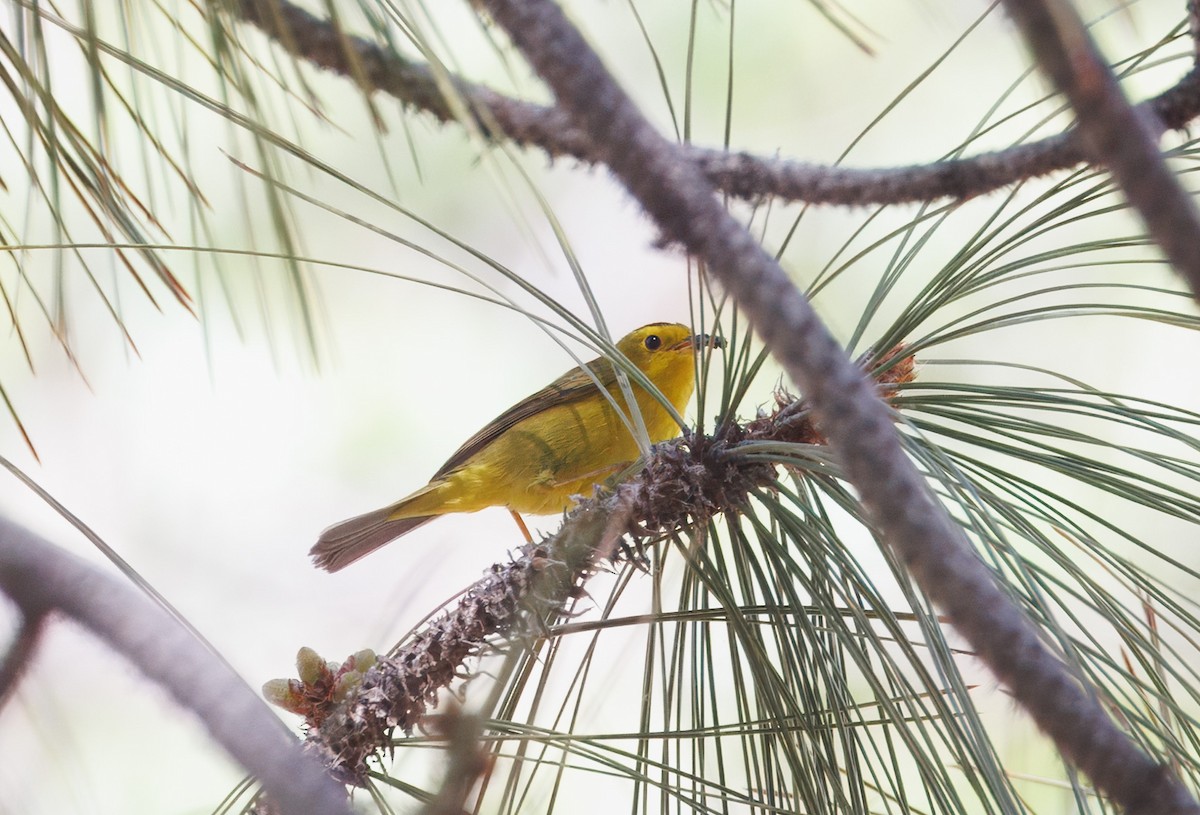 Wilson's Warbler - ML635992254