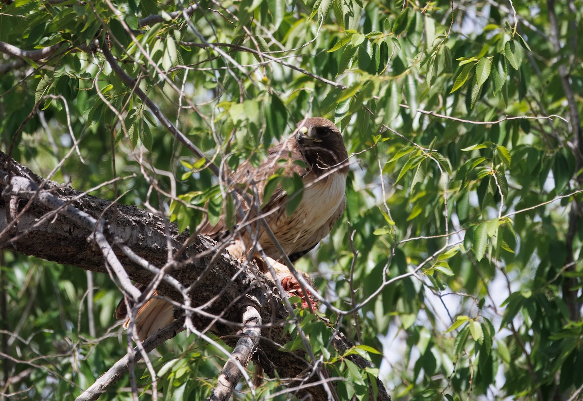 Red-tailed Hawk - ML635992268