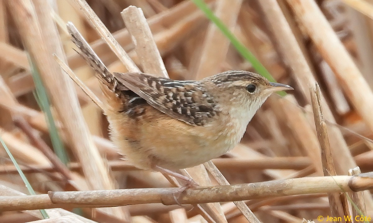 Sedge Wren - ML635992361
