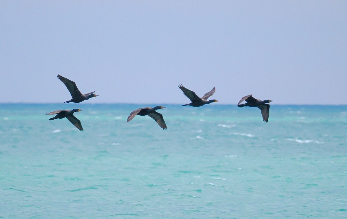 Double-crested Cormorant - ML635992410