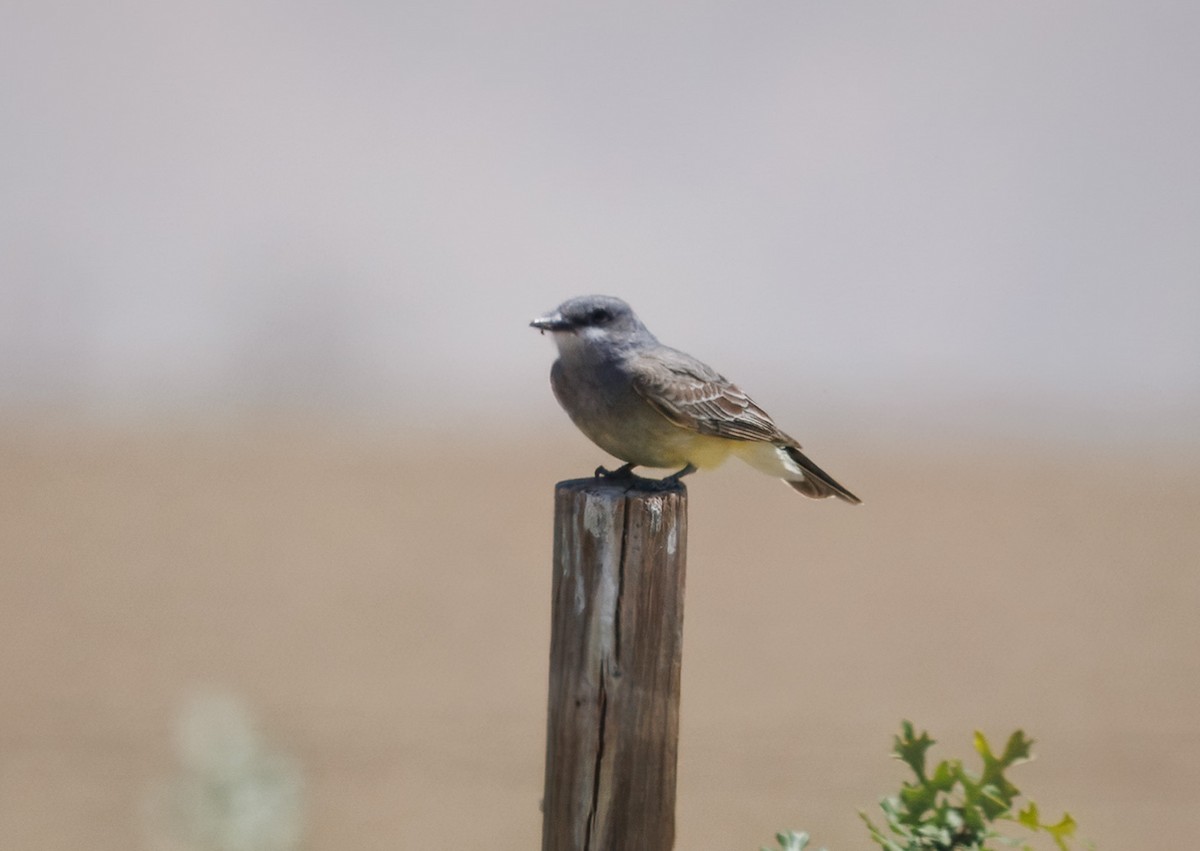 Cassin's Kingbird - ML635992445