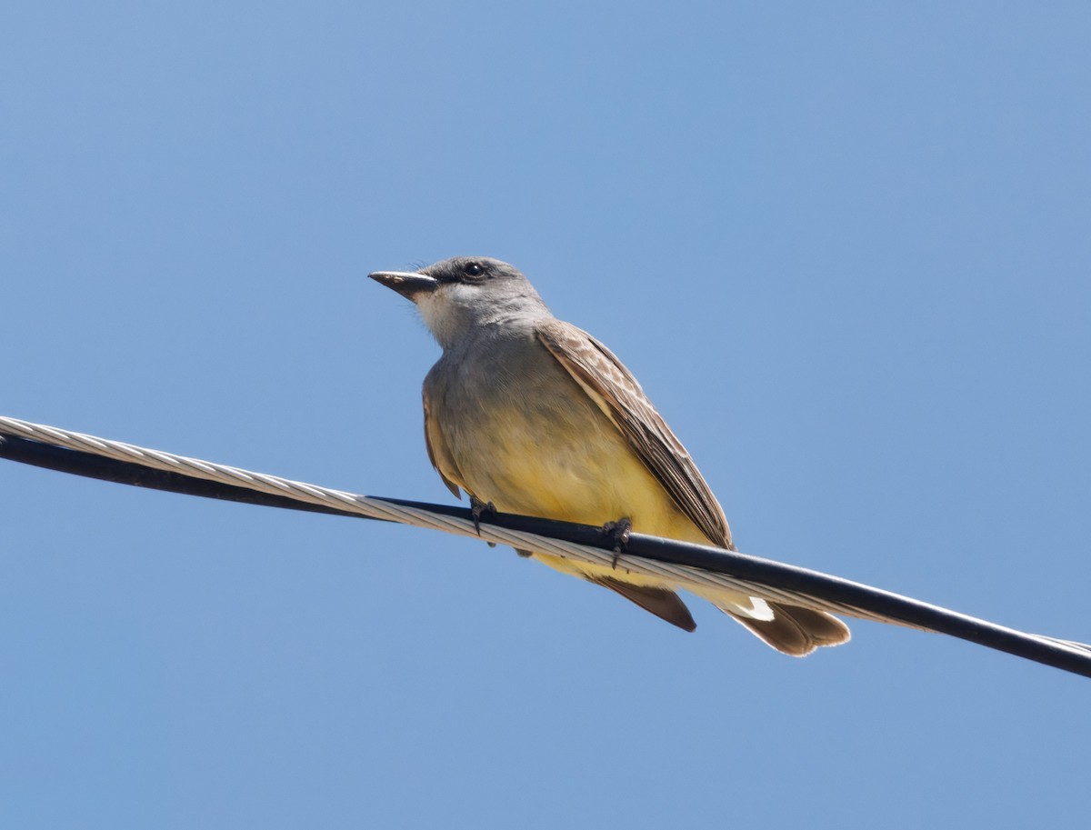 Cassin's Kingbird - ML635992453