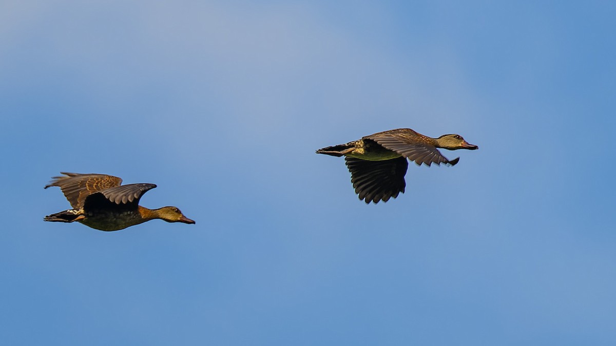 Spotted Whistling-Duck - ML635992562