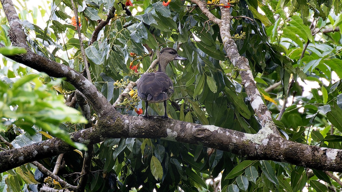 Spotted Whistling-Duck - ML635992563