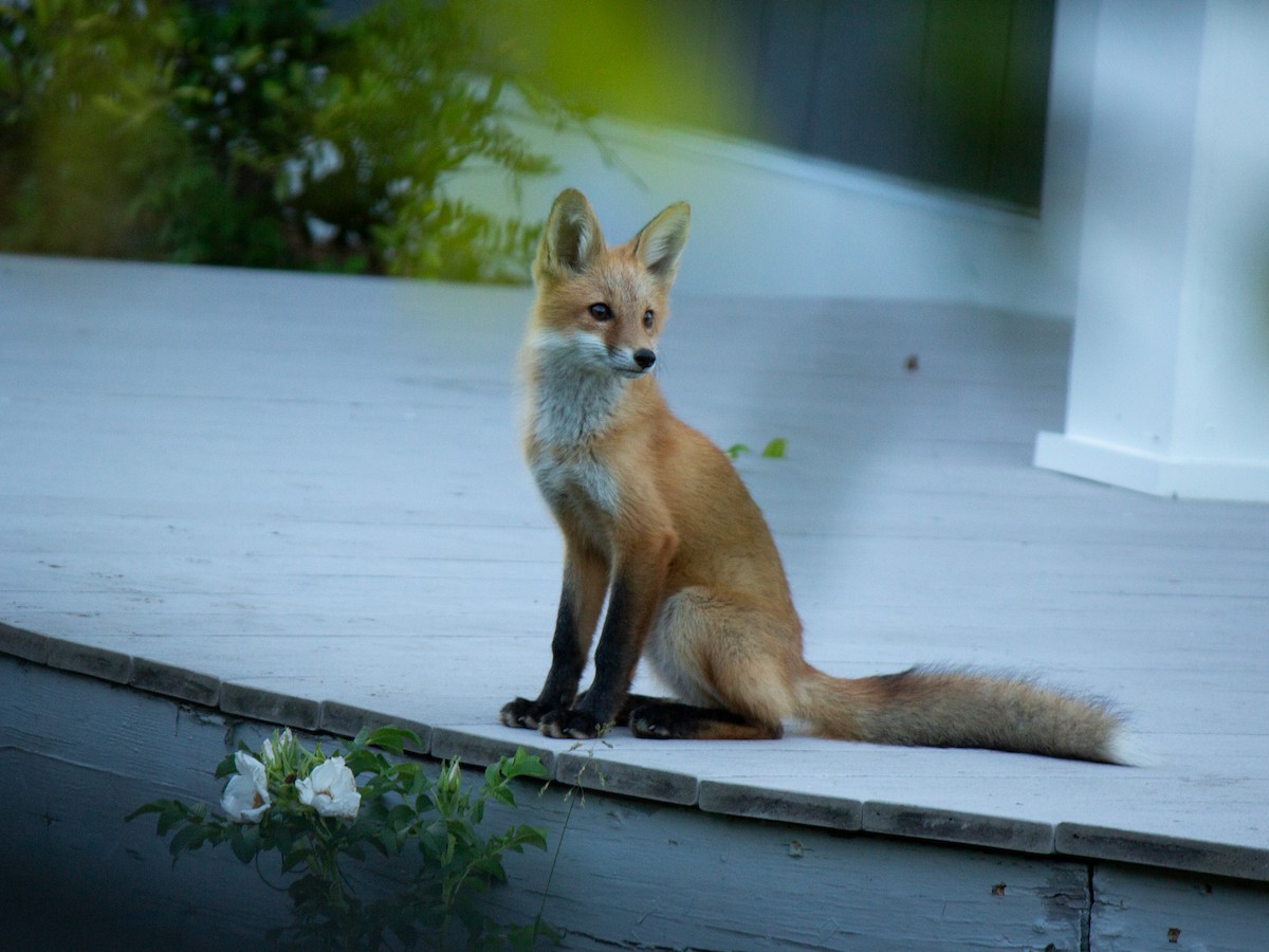 Red Fox - ML635992577