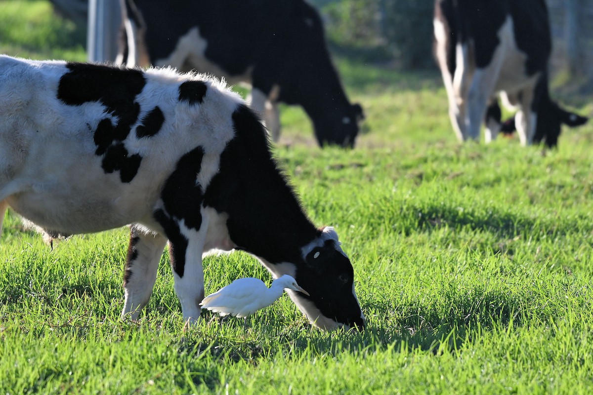 Eastern Cattle-Egret - ML635992614