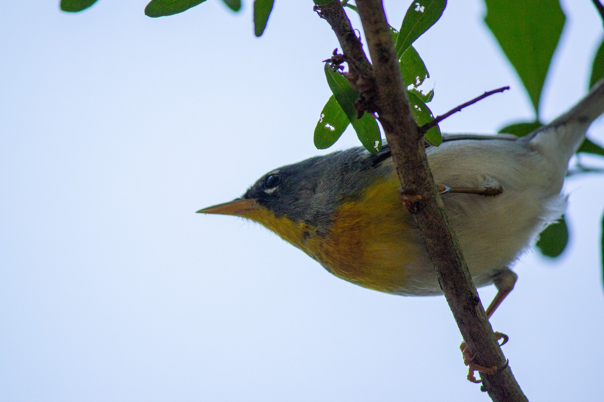 Northern Parula - ML635992665