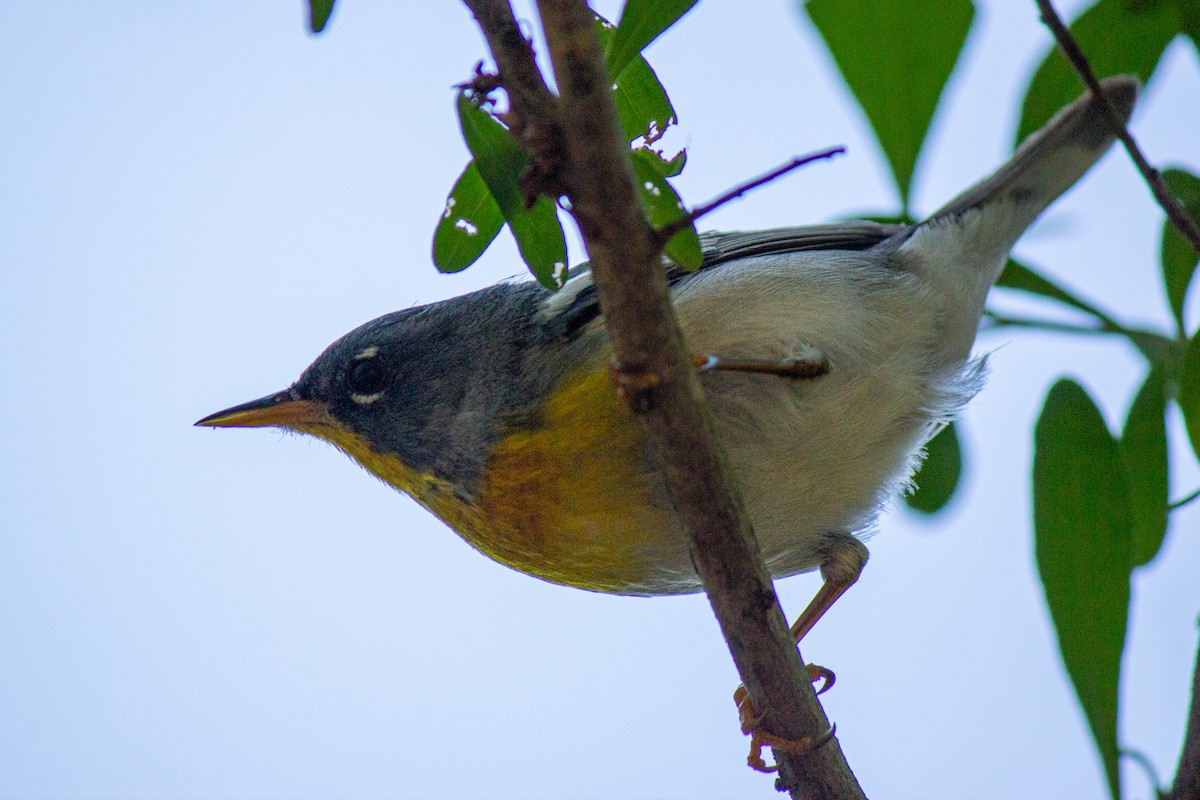 Northern Parula - ML635992666