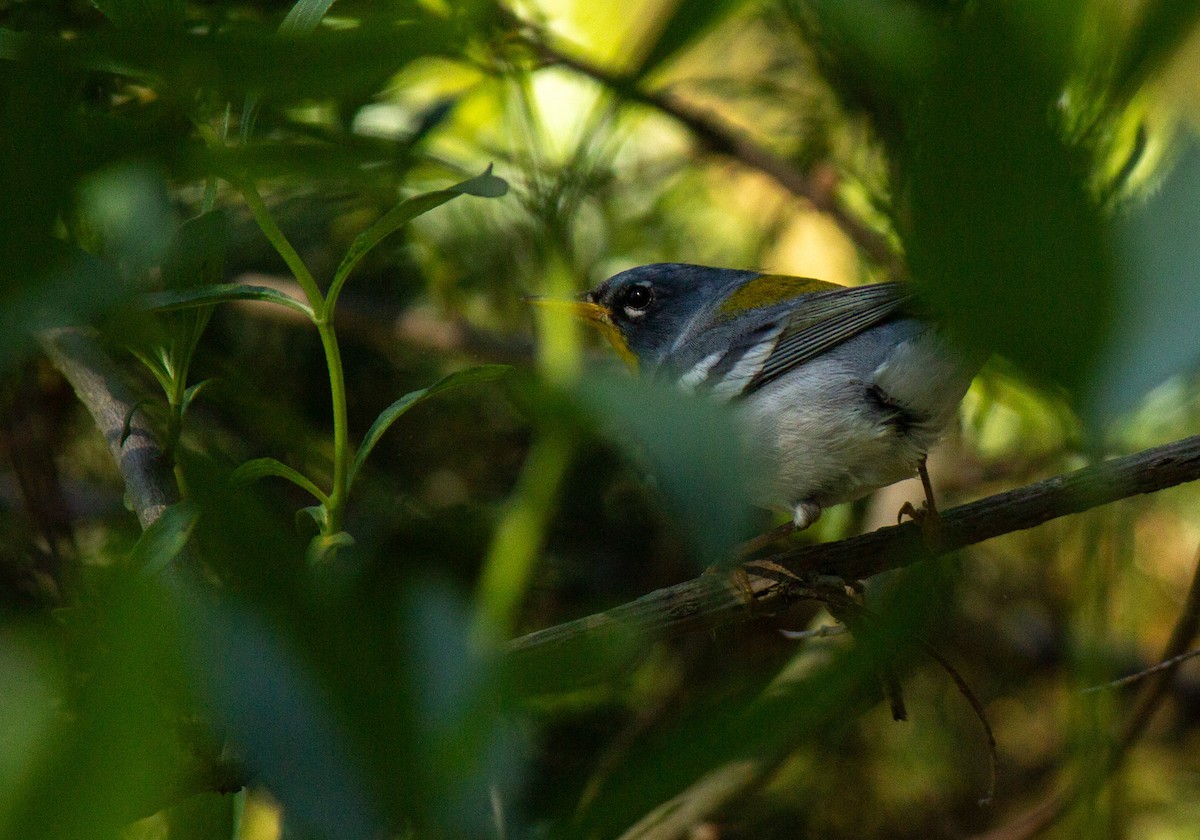 Northern Parula - ML635992670