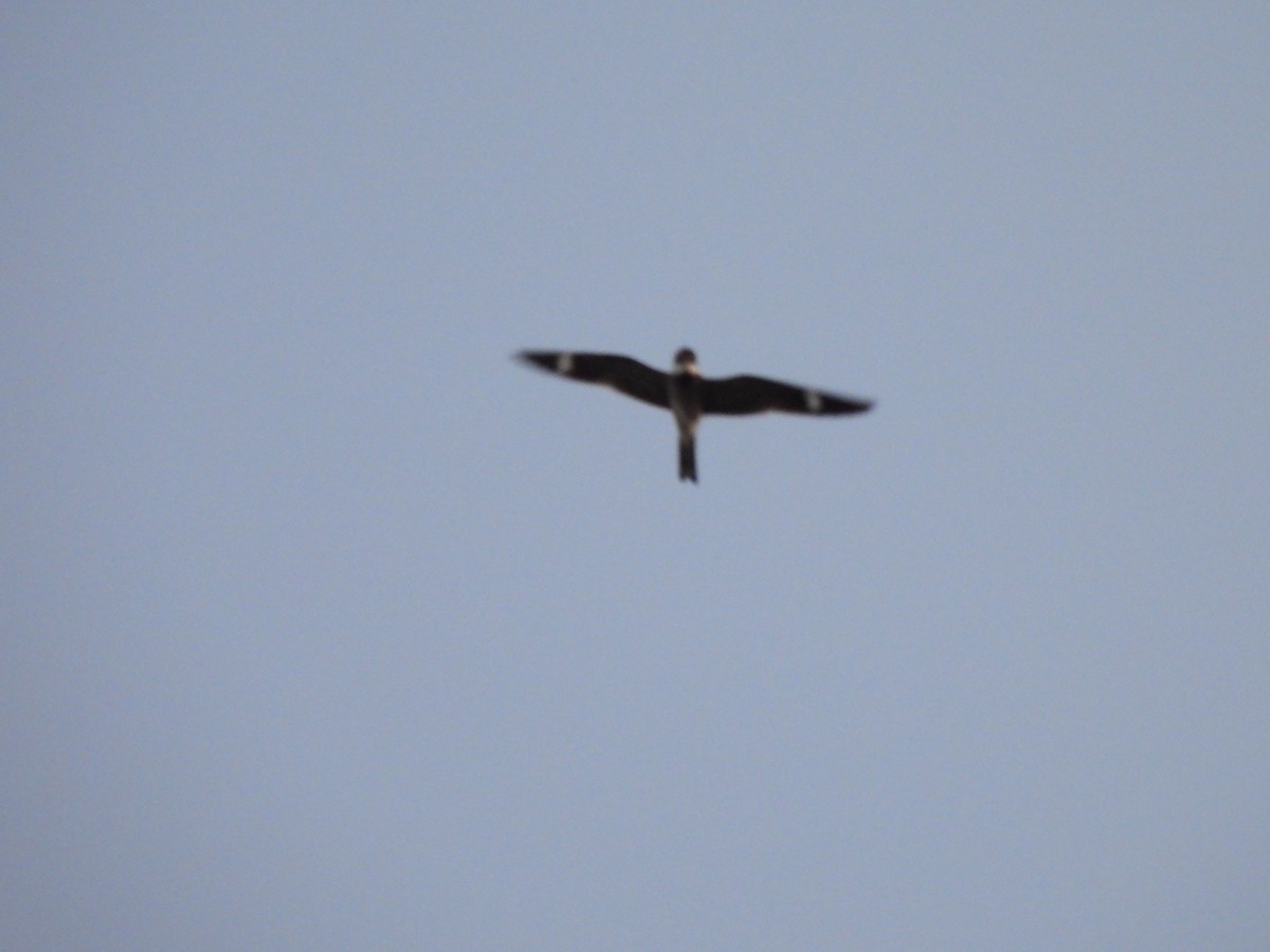 Common Nighthawk - ML635992839