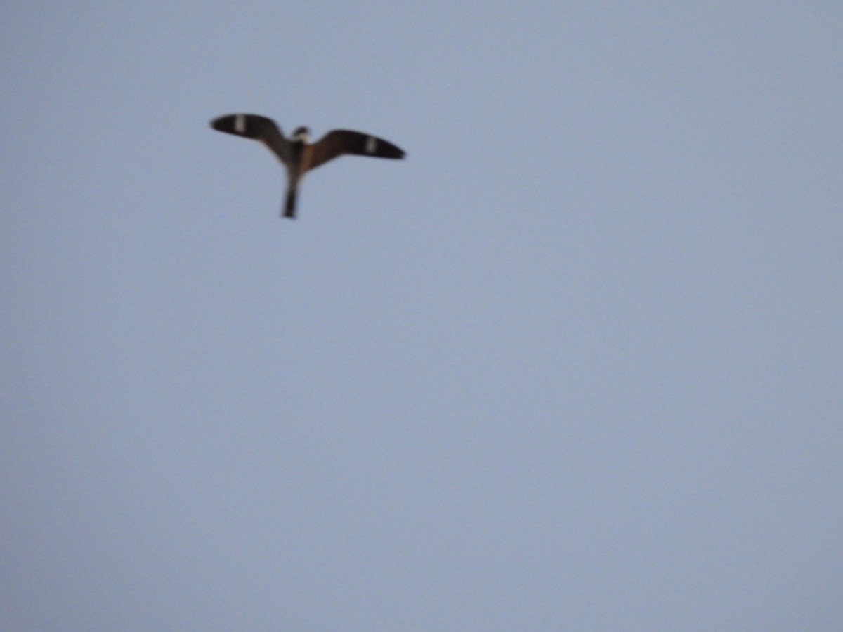 Common Nighthawk - ML635992851