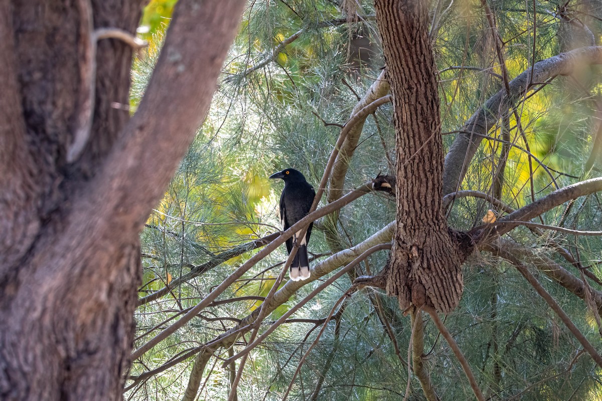 Pied Currawong - ML635992937