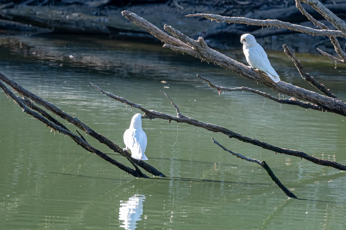 korellakakadu - ML635993049