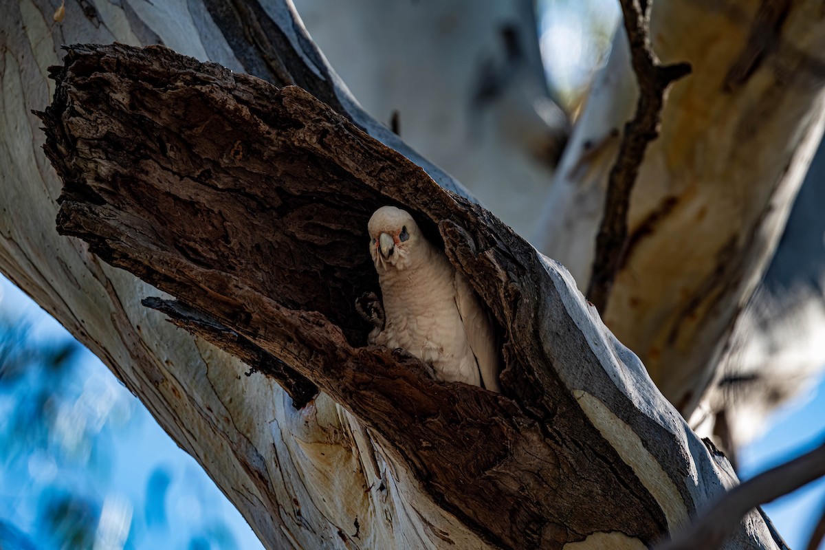 korellakakadu - ML635993055